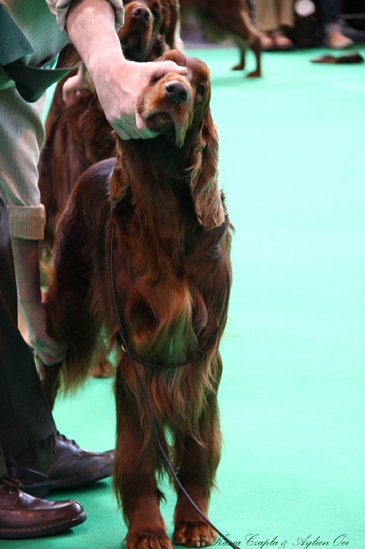 Crufts2011 546.jpg